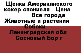 Щенки Американского кокер спаниеля › Цена ­ 15 000 - Все города Животные и растения » Собаки   . Ленинградская обл.,Сосновый Бор г.